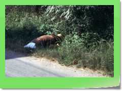 4gg1975_019