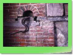 4gg1991I_001