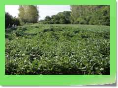 4gg2013_1001